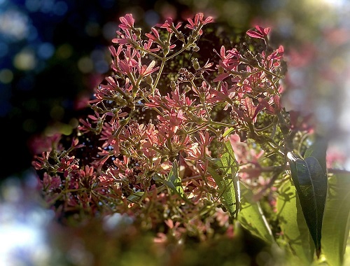 red fall bracts temple of bloom.jpg